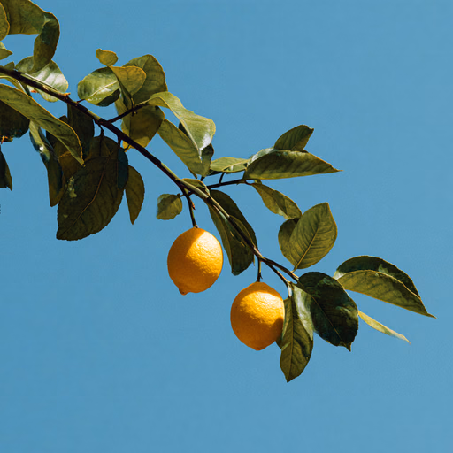 Solar Citrus Botanical Study with Ripe Lemons